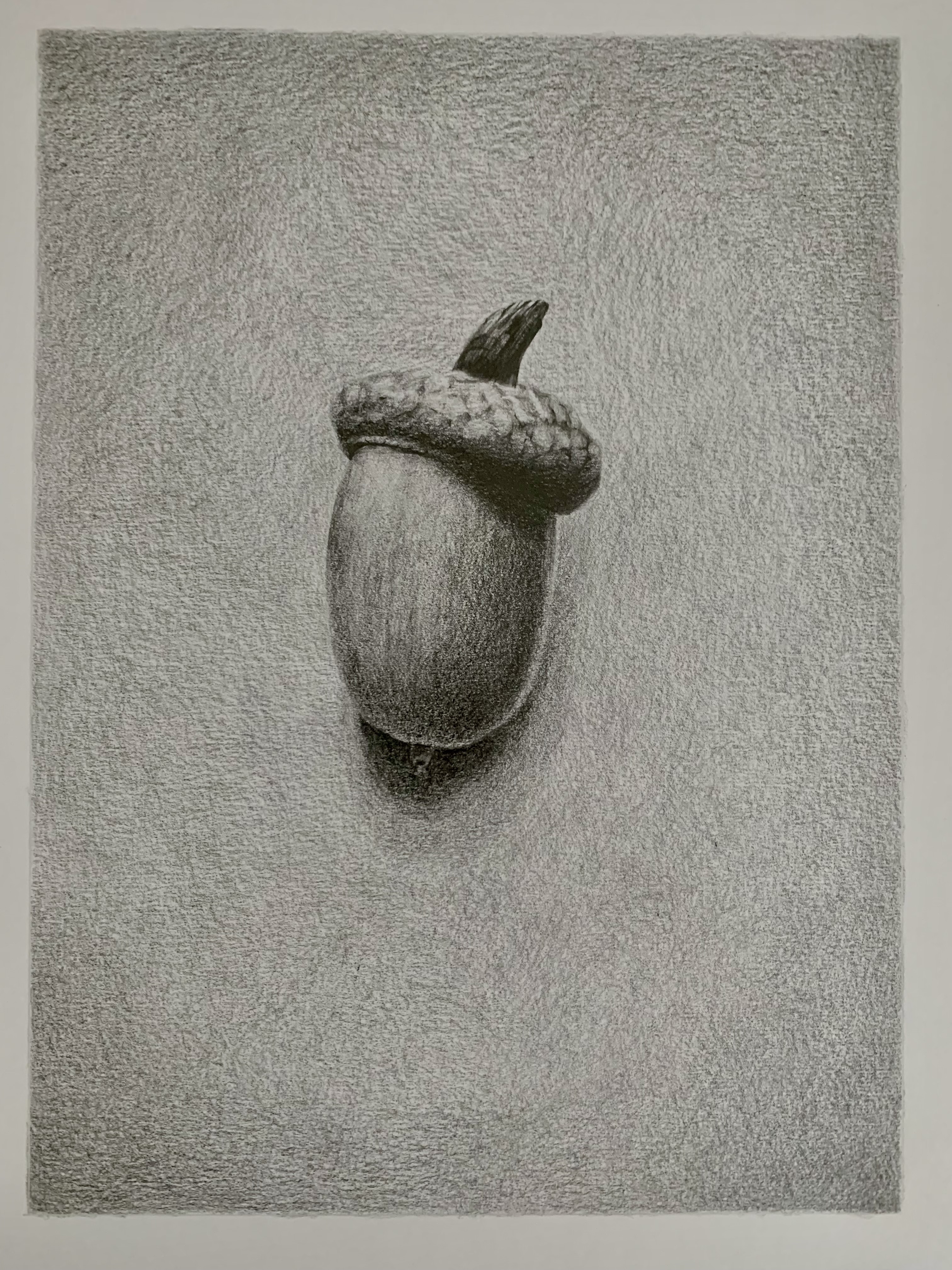 acorn 2